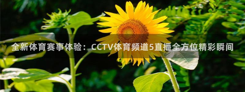 178体育赛事直播app下载：全新体育赛事体验：CCTV体育频道5直播全方位精彩瞬间